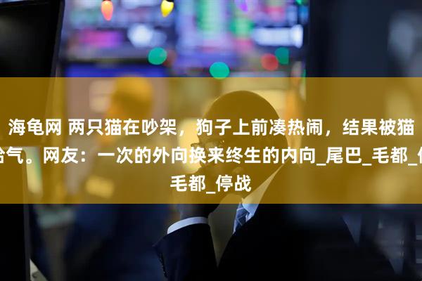 海龟网 两只猫在吵架，狗子上前凑热闹，结果被猫咪哈气。网友：一次的外向换来终生的内向_尾巴_毛都_停战
