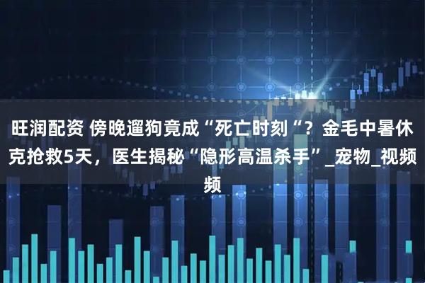 旺润配资 傍晚遛狗竟成“死亡时刻“？金毛中暑休克抢救5天，医生揭秘“隐形高温杀手”_宠物_视频